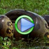 Anaconda Hunting for Food - Animal Videos